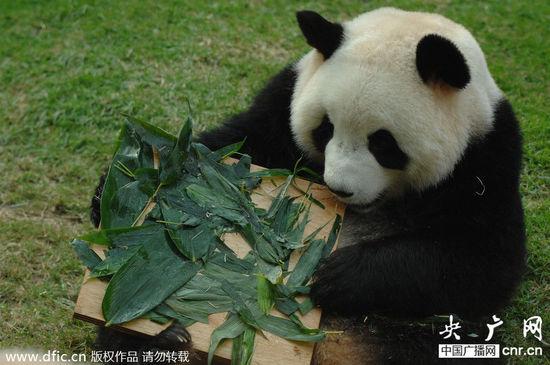 中央赠澳门大熊猫“心心”衰亡_央广网